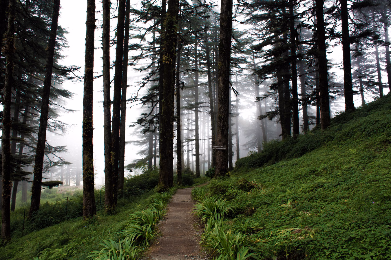 best places to stay in Dhanolti